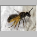 Lasioglossum sexstrigatum - Furchenbiene 04 5mm.jpg